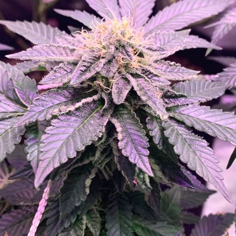 Zkittle LPC, TP & Palp Kush growlog timeline photo