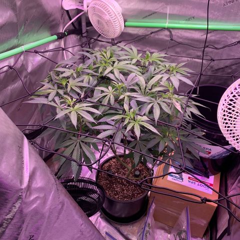 Zkittle Gpa growlog photo: Fuckin tuckin