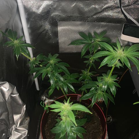 Mota Hari XX growlog photo: Defoliated and fed also foliar spray 
