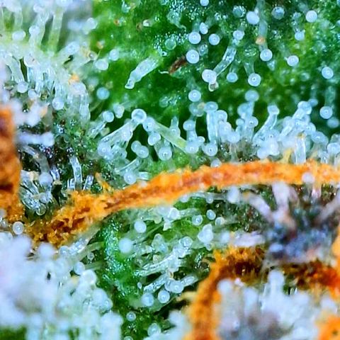 Zkittle LPC, TP & Palp Kush growlog photo: Chop day