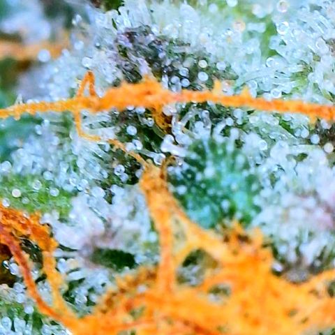 Zkittle LPC, TP & Palp Kush growlog photo: Cloudy with a sign of meatballs