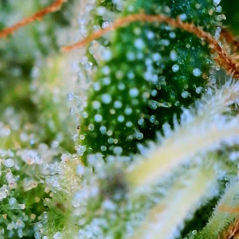 Sour Amnesia & Butter Bean growlog timeline photo