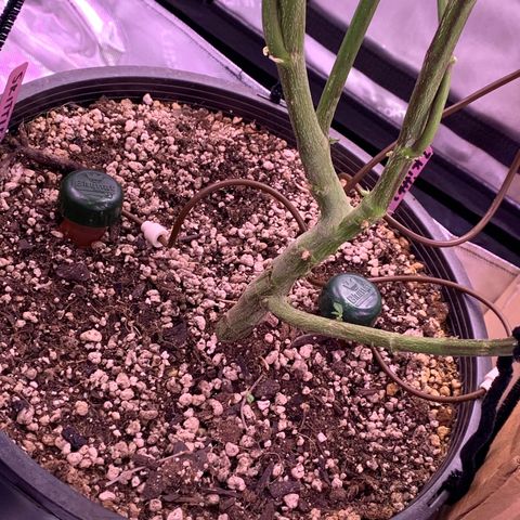 Zkittle Gpa growlog photo: Fuckin tuckin