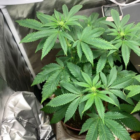 Mota Hari XX growlog photo: Budding