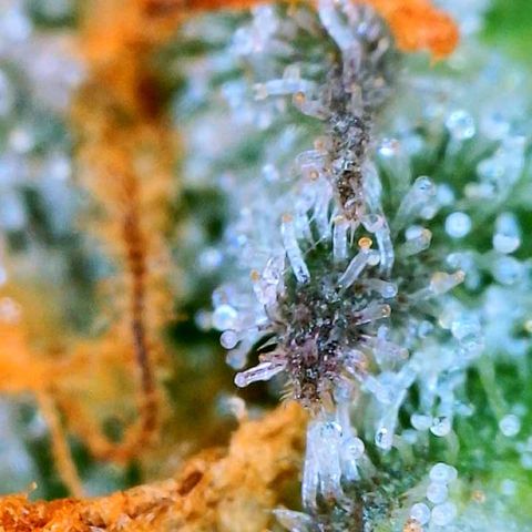 Zkittle LPC, TP & Palp Kush growlog photo: Chop day