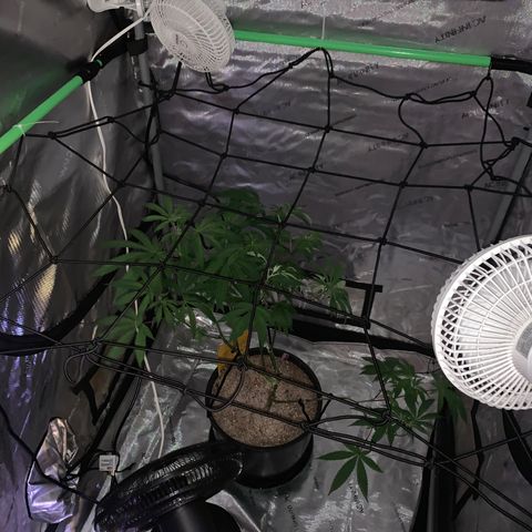 Zkittle Gpa growlog timeline photo