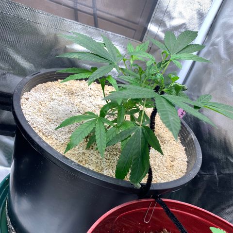 Mota Hari XX growlog photo: Fighting mites, 1 day at a time