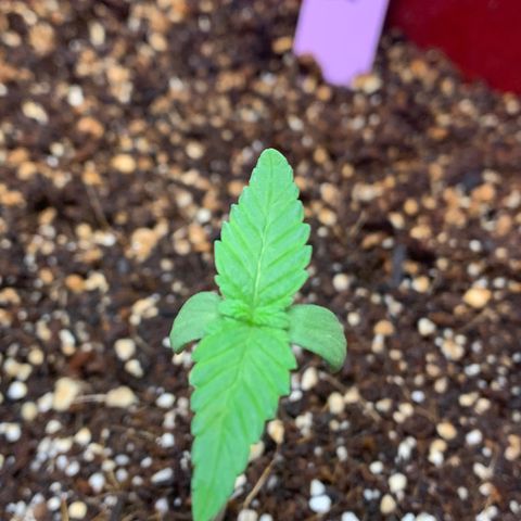 Mota Hari XX growlog photo: New trues poppin, zkittle growing