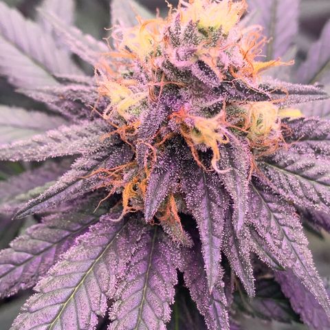 Zkittle LPC, TP & Palp Kush growlog timeline photo