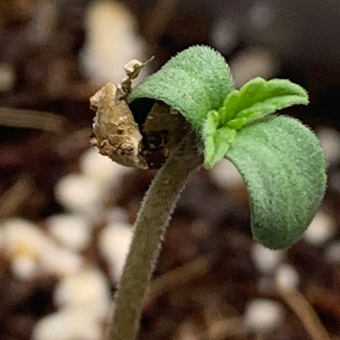 Mota Hari XX growlog photo: Close ups of le bebes 