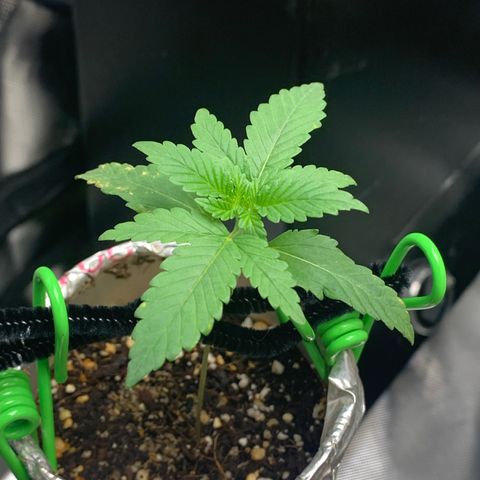 Mota Hari XX growlog photo: Beginning of the mite fight muta opening up tho
