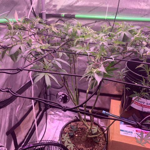 Zkittle Gpa growlog photo: Defoliated and trellised and fed