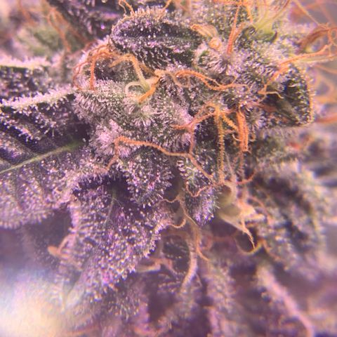 Zkittle LPC, TP & Palp Kush growlog photo: Closing in on harvest 