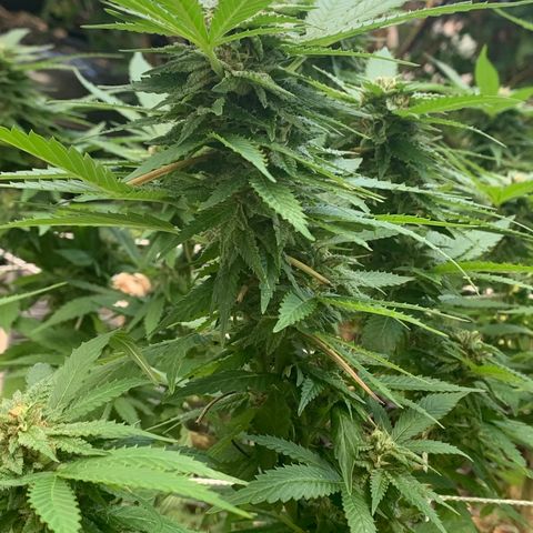 Sour Amnesia & Butter Bean growlog photo: Budding