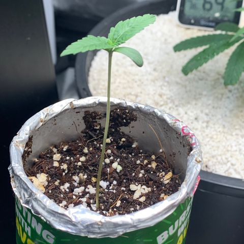 Mota Hari XX growlog photo: New trues poppin, zkittle growing