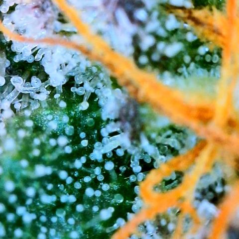 Zkittle LPC, TP & Palp Kush growlog photo: Chop day