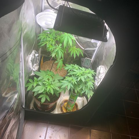 Mota Hari XX growlog timeline photo