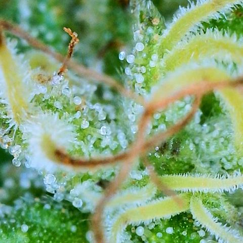 Sour Amnesia & Butter Bean growlog timeline photo