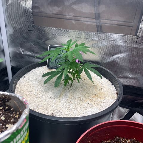 Mota Hari XX growlog photo: New trues poppin, zkittle growing