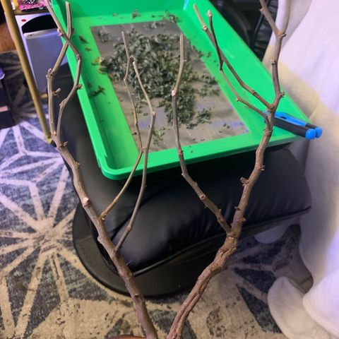 Zkittle LPC, TP & Palp Kush growlog photo: Trash panda
