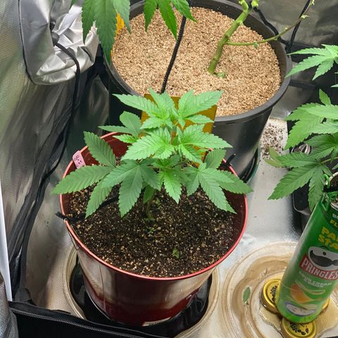 Mota Hari XX growlog timeline photo