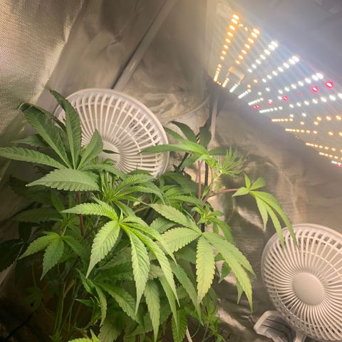 Mota Hari XX growlog timeline photo