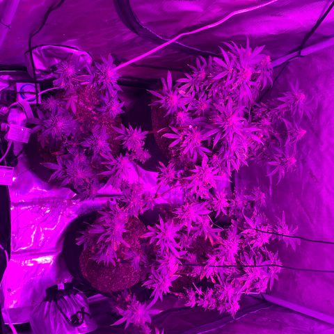 Zkittle LPC, TP & Palp Kush growlog photo: Chop day