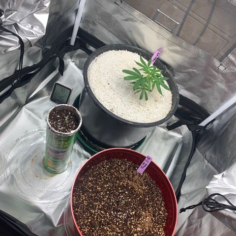 Mota Hari XX growlog photo: Close ups of le bebes 