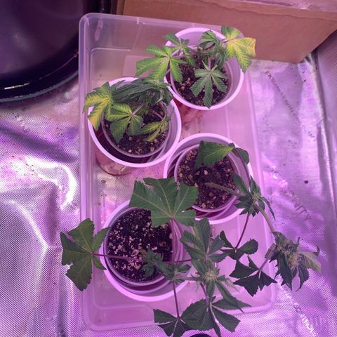 Zkittle Gpa growlog photo: After Defol 
