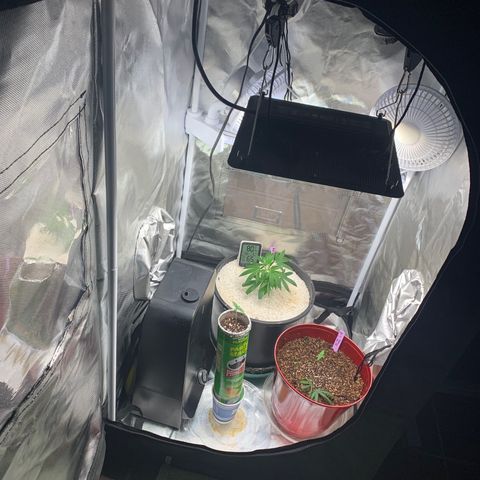 Mota Hari XX growlog photo: New trues poppin, zkittle growing