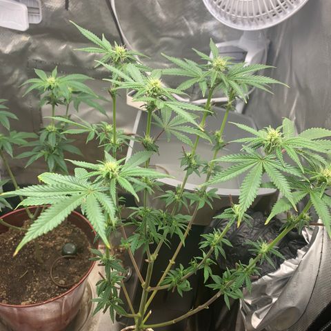Mota Hari XX growlog photo: Defoliated and fed also foliar spray 