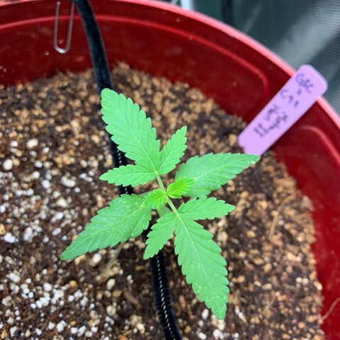Mota Hari XX growlog photo: Fighting mites, 1 day at a time