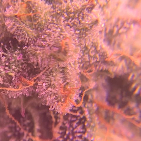 Zkittle LPC, TP & Palp Kush growlog photo: Closing in on harvest 