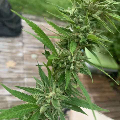 Sour Amnesia & Butter Bean growlog photo: Big chop 