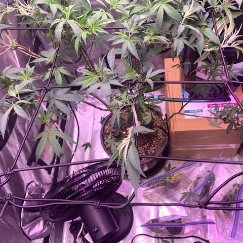 Zkittle Gpa growlog photo: Defoliated and trellised and fed