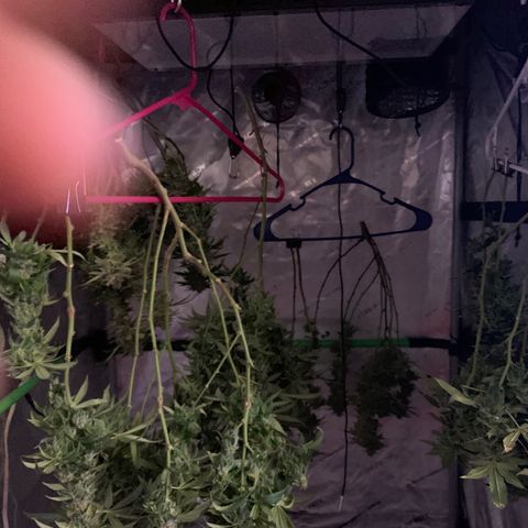 Zkittle LPC, TP & Palp Kush growlog timeline photo