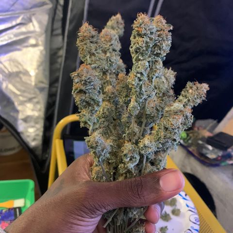 Zkittle LPC, TP & Palp Kush growlog photo: Trimmed Zkittles