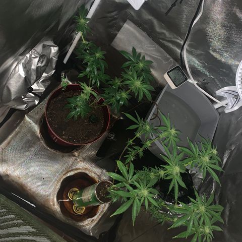 Mota Hari XX growlog photo: Defoliated and fed also foliar spray 