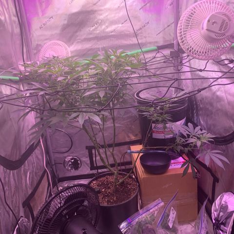 Zkittle Gpa growlog photo: Stretching