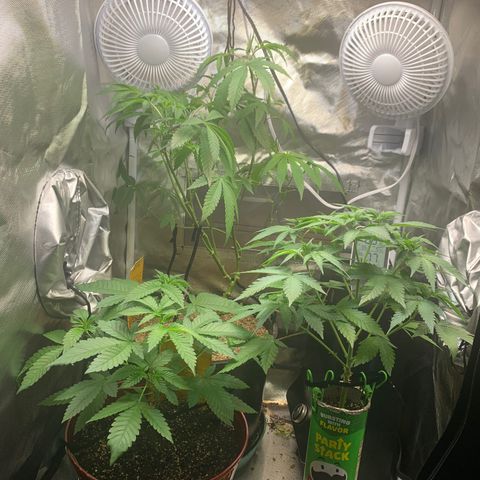 Mota Hari XX growlog timeline photo