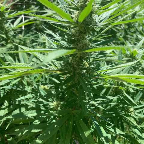 Sour Amnesia & Butter Bean growlog photo: Stacking nicely 