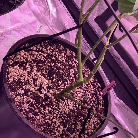 Zkittle Gpa growlog photo: Vaccummd out the top perlite cover, exposed roots, recovered with organic soil top dressed GGA