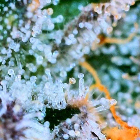 Zkittle LPC, TP & Palp Kush growlog photo: Cloudy with a sign of meatballs