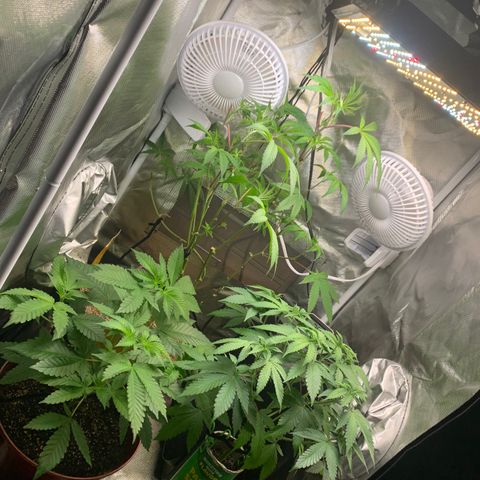Mota Hari XX growlog timeline photo