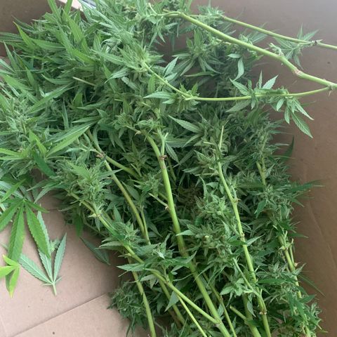 Sour Amnesia & Butter Bean growlog photo: Big chop 