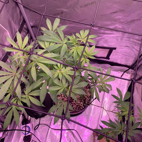 Zkittle Gpa growlog photo: Vaccummd out the top perlite cover, exposed roots, recovered with organic soil top dressed GGA