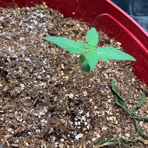 Mota Hari XX growlog photo: Sprayed with Dr Zymes