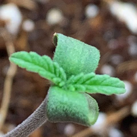 Mota Hari XX growlog photo: Close ups of le bebes 