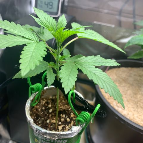 Mota Hari XX growlog timeline photo