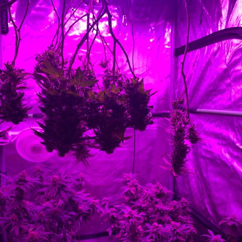 Zkittle LPC, TP & Palp Kush growlog photo: Chop day